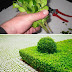 How to grow boxwood from cuttings
