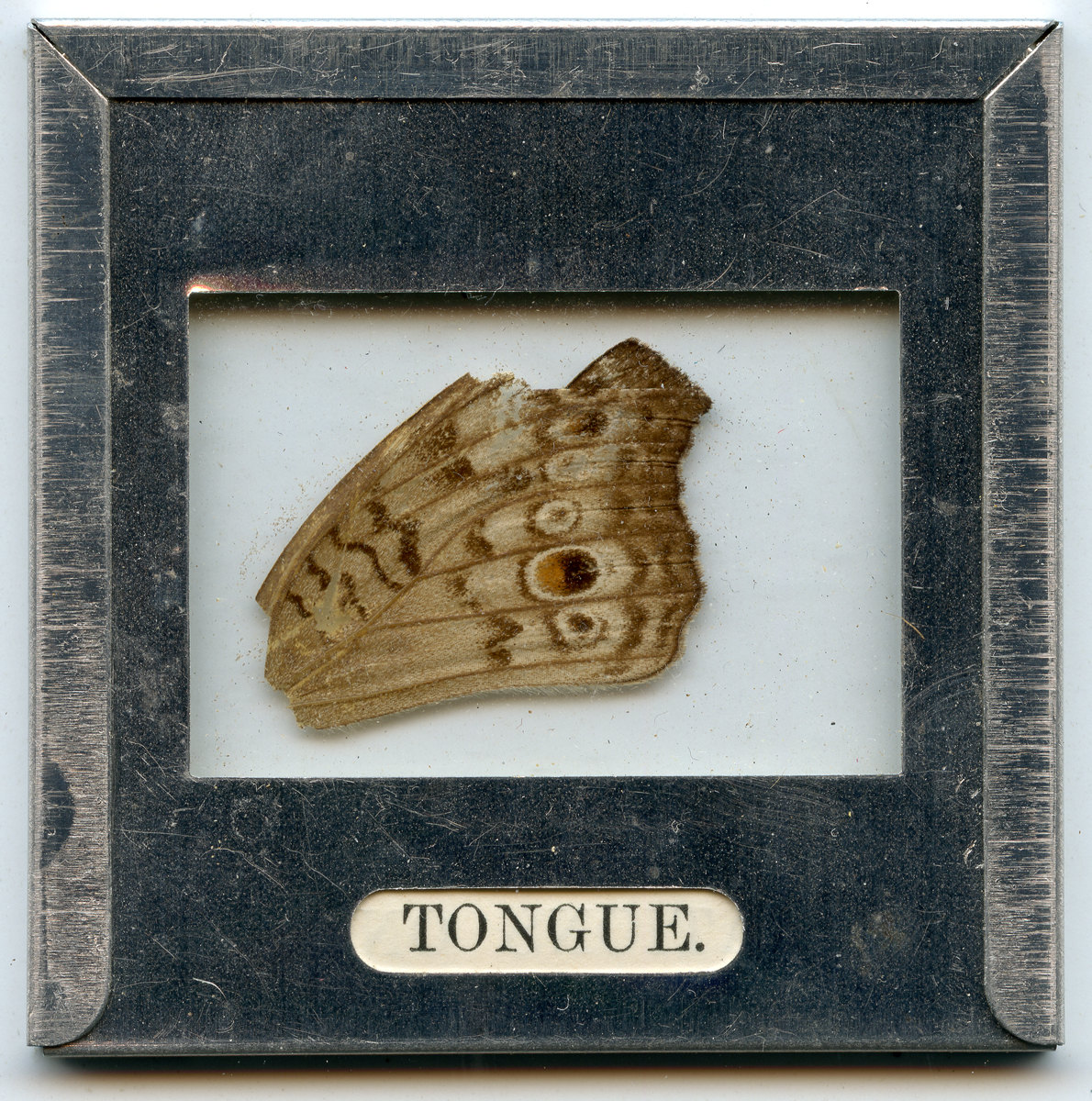 Open Wound On Tongue