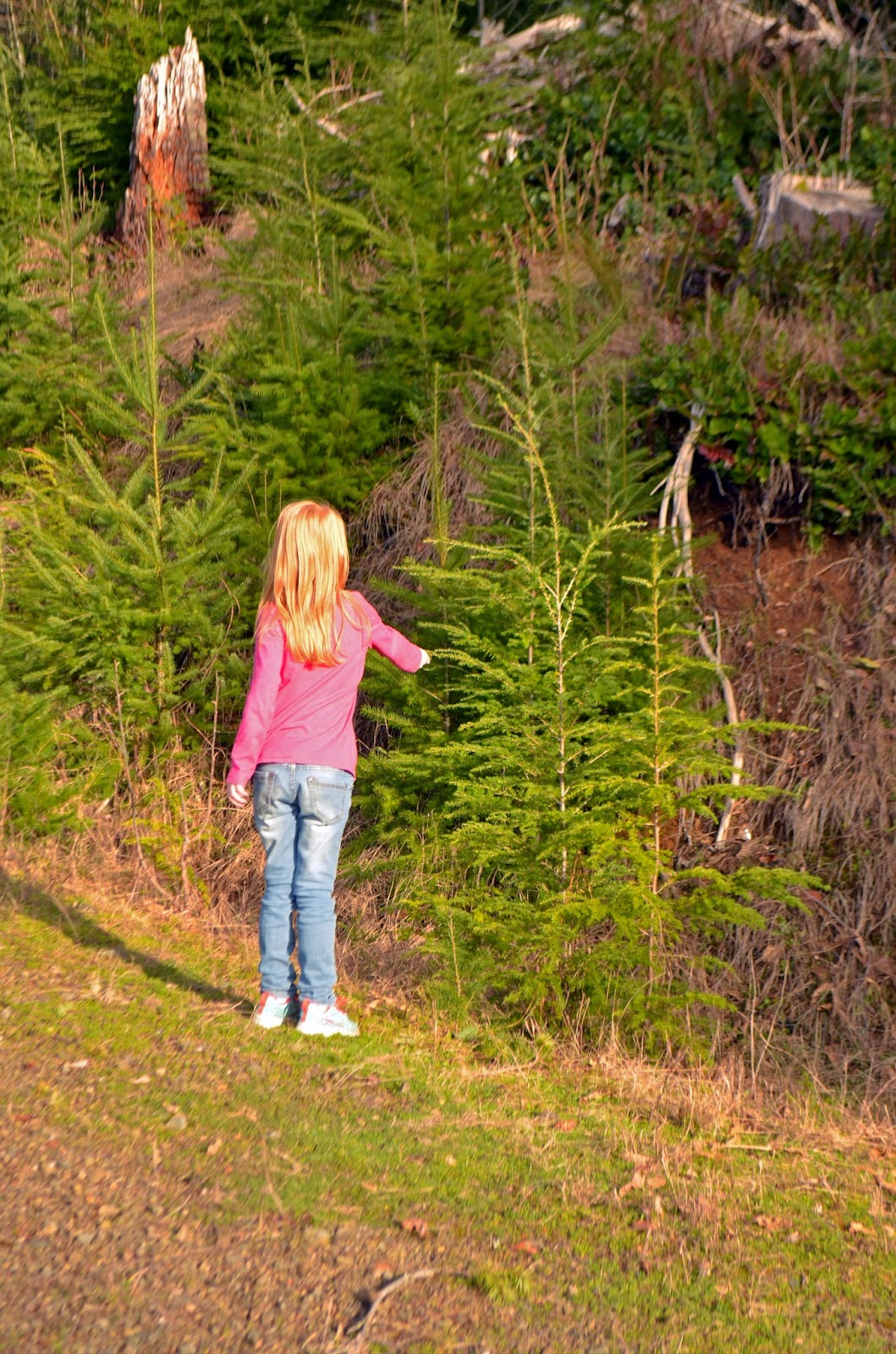 Pleasant Dreams Farm: Checking on the baby trees.
