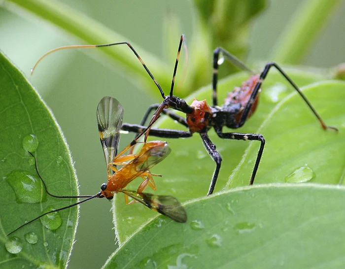 Assassin Bug in the rain