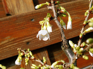 fuji cherry bonsaj flower buds