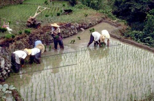 Die Landwirtschaft aller Länder: Japan