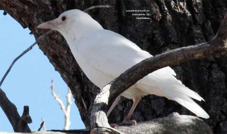 16 Fakta Menarik Tentang Burung Gagak Misteri Fakta Dan Fenomena