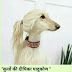 Funny image-Hindi jokes