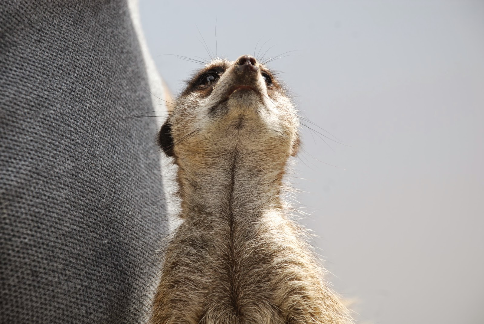 Meerkat looking about at paradise wildlife park