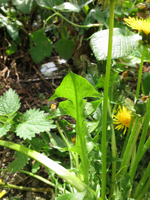 Dandelion leaf.