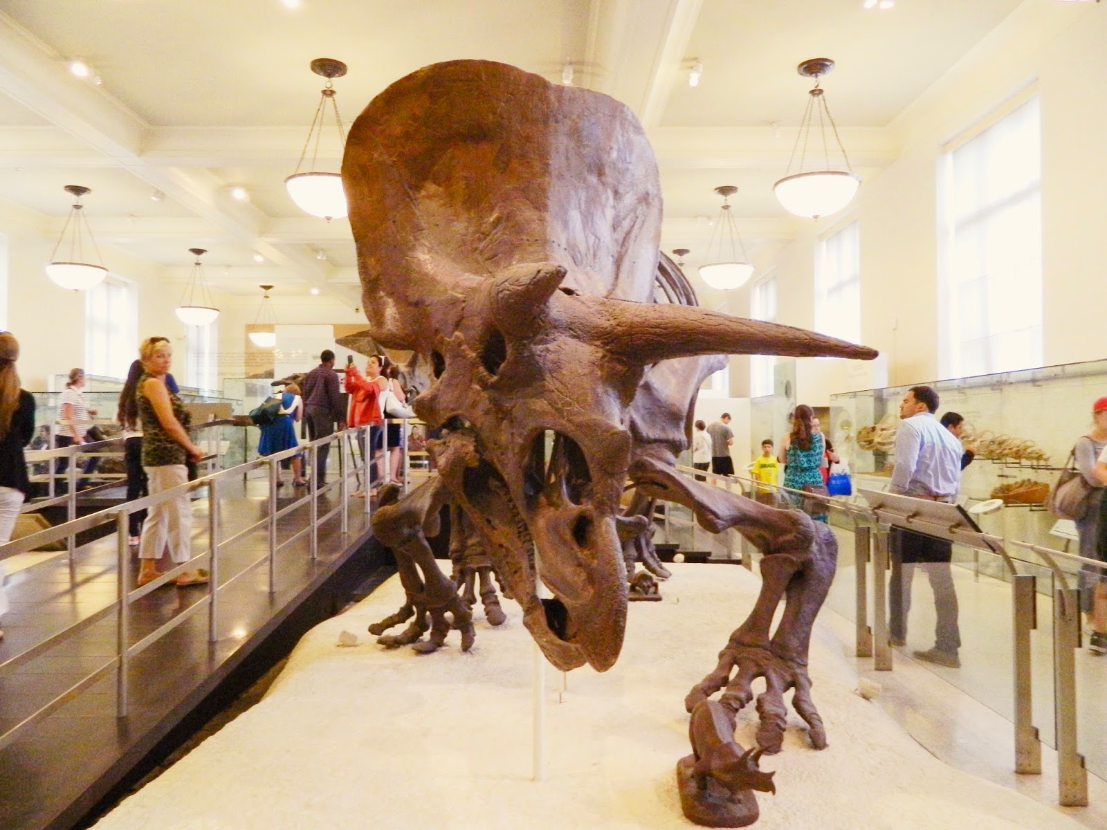 New York Day One The American National History Museum Claire