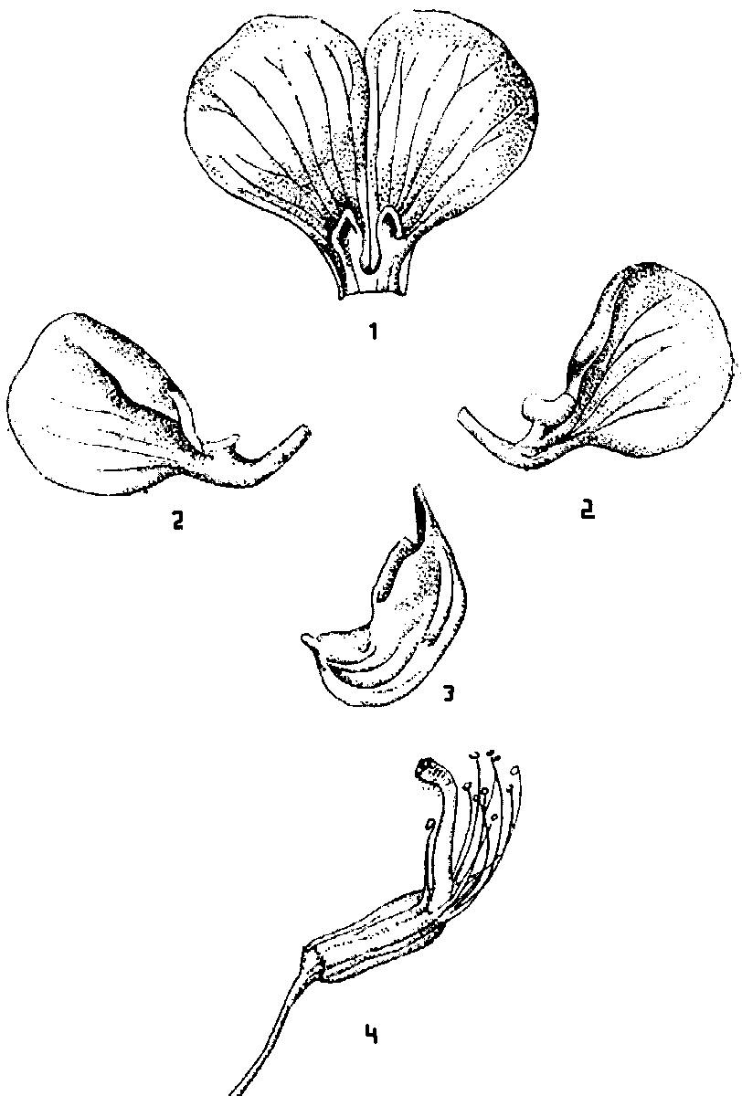 Люпин схема растения