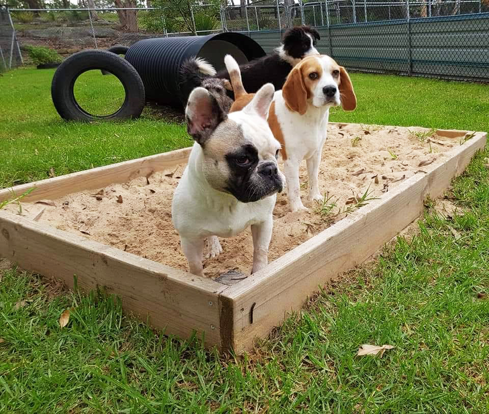 Boarding at Calabash Kennels and Cattery is a real pet holiday