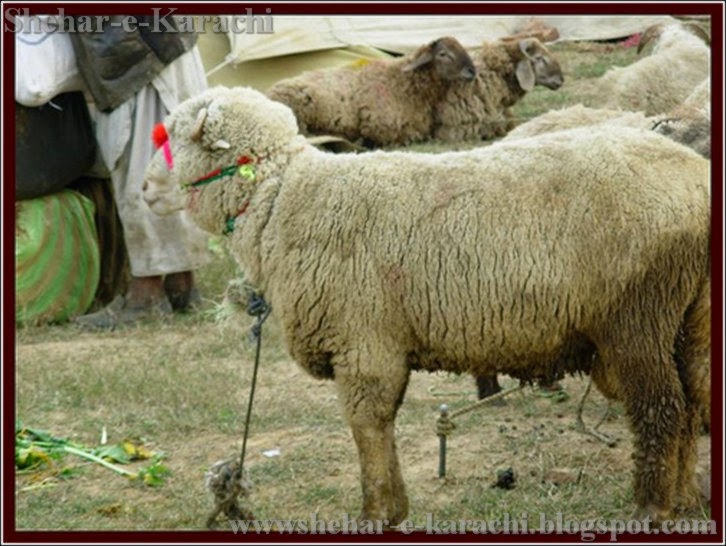 Sheep Qurbani 2014 Eid-ul-Azha - Shehar-e-Karachi  News 