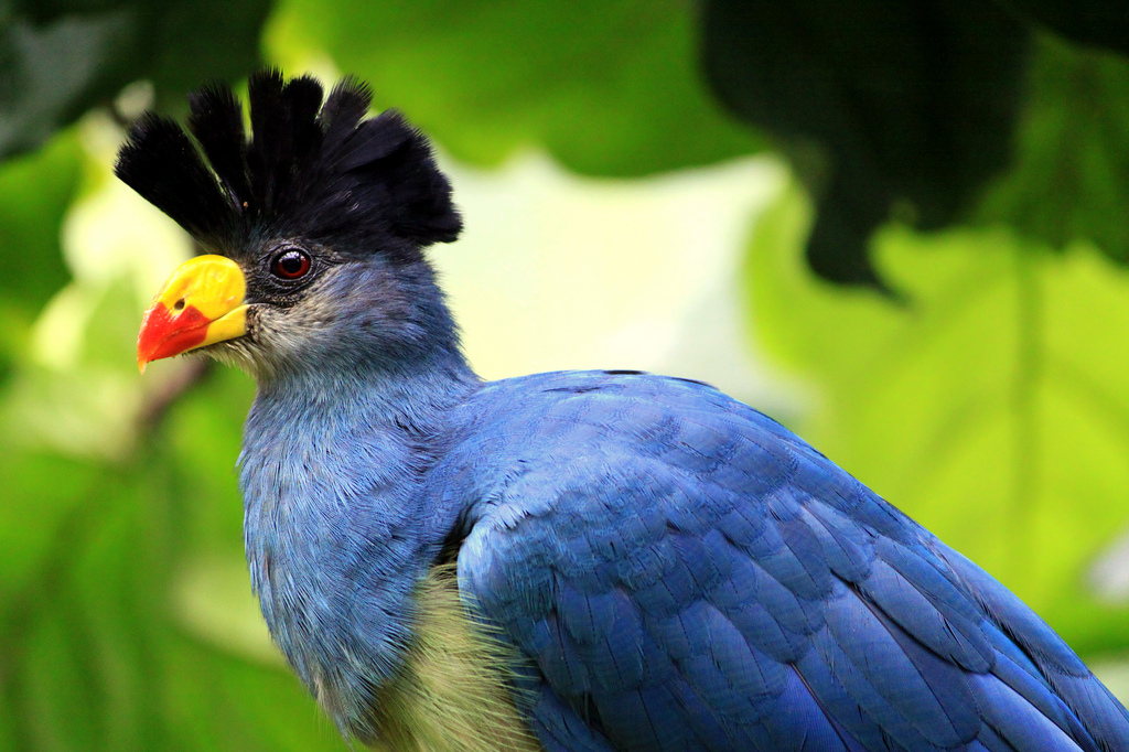 TOP 10 MOST Beautifully Crowned Birds a