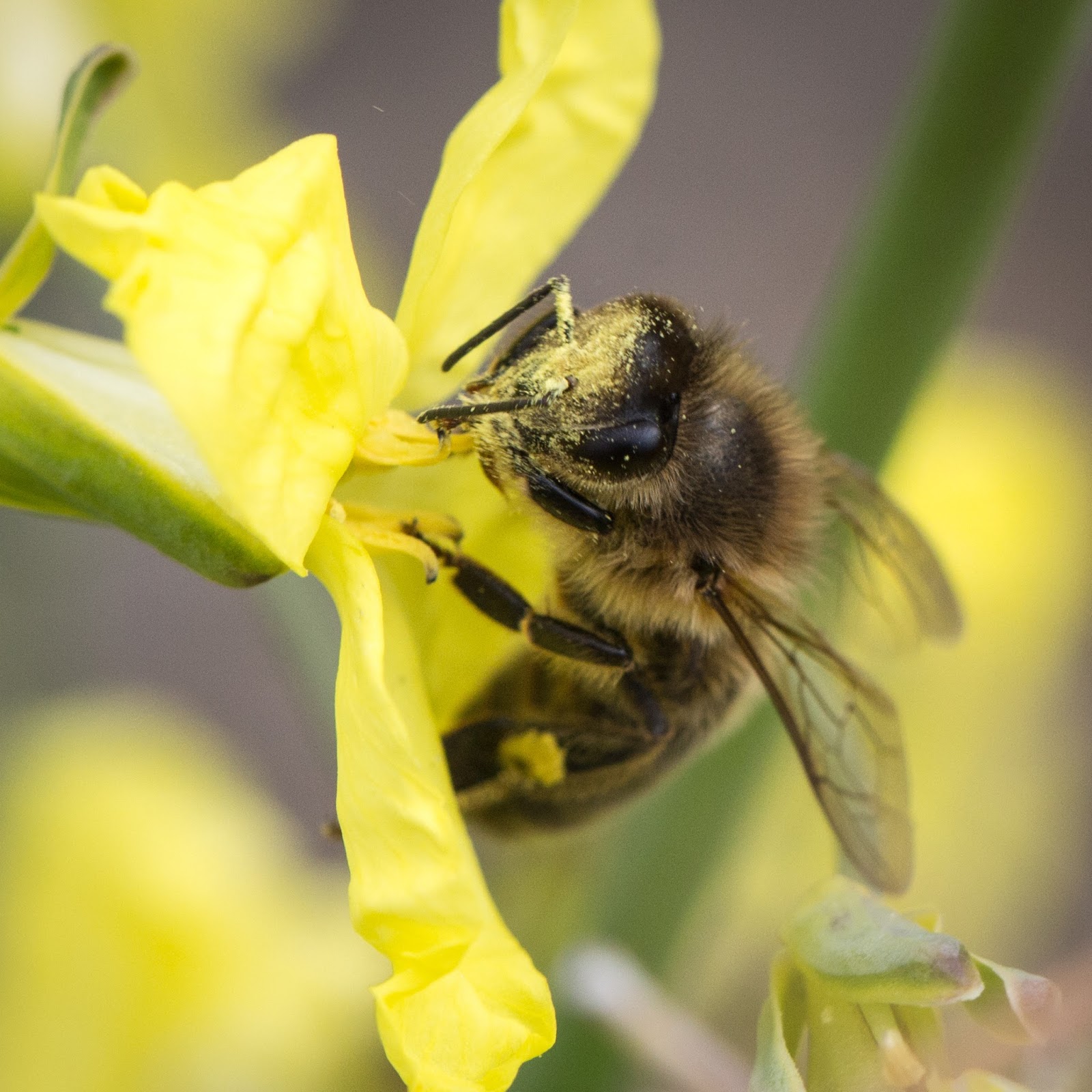 TrogTrogBee Broccoli