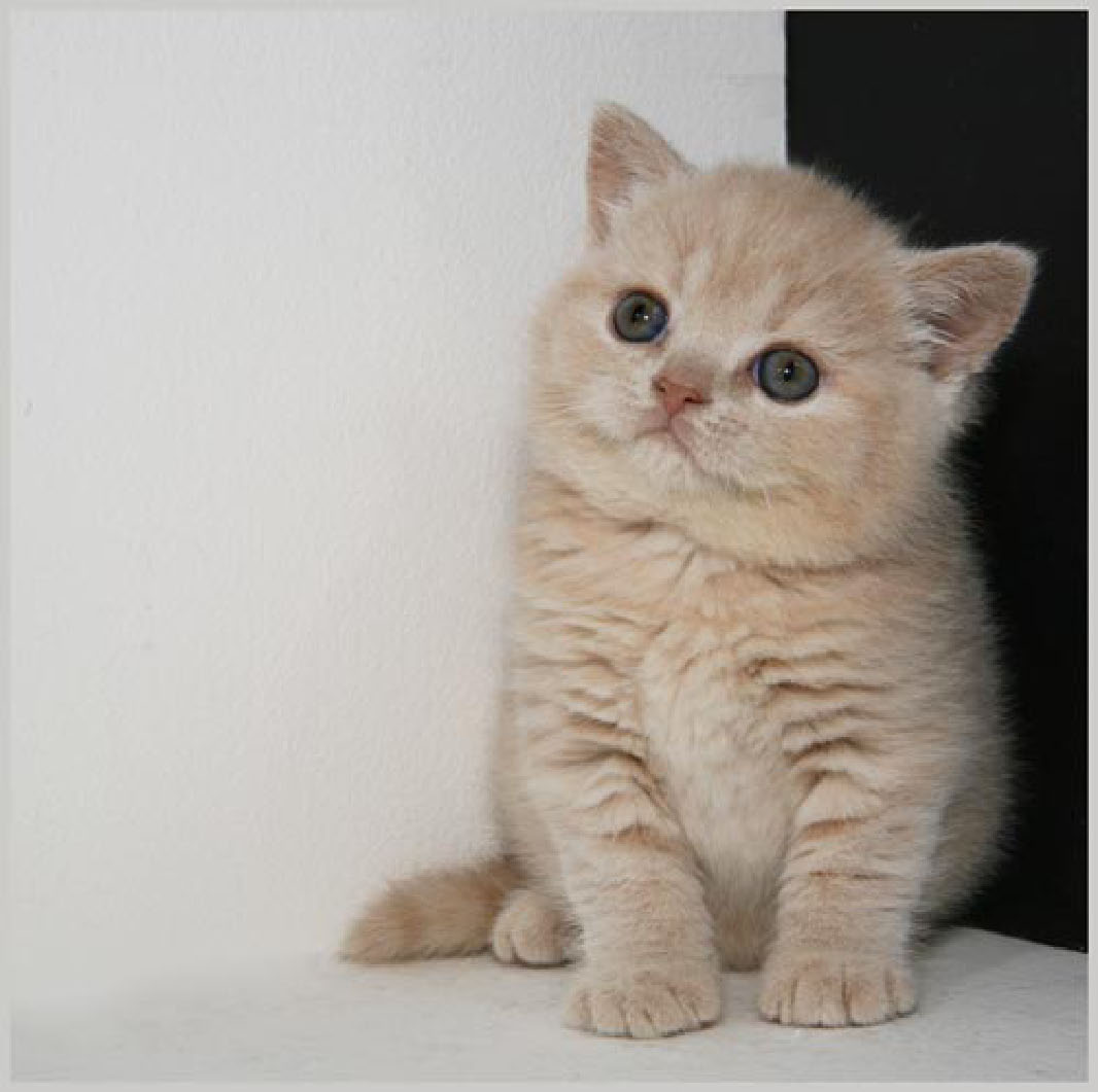 Britse korthaar Britse korthaar