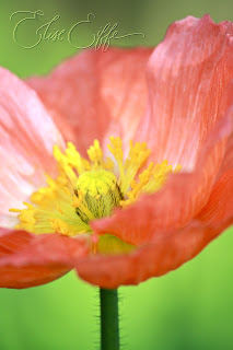 Poppy Poppies Peach - Spring flower stem