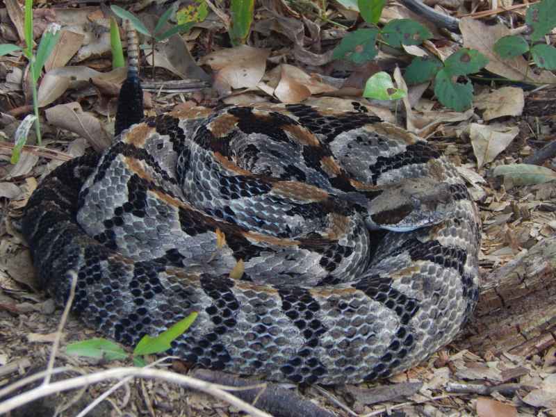 rattlesnake