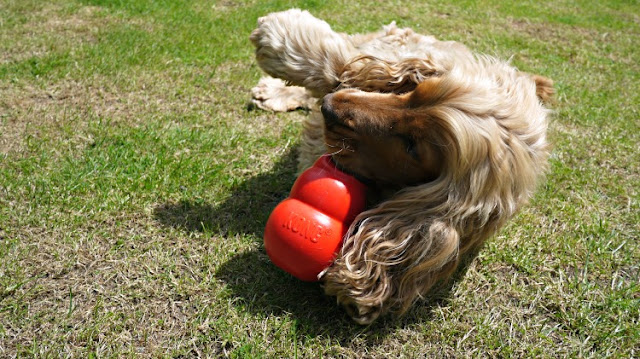 Golden Cocker Spaniel called Dylan