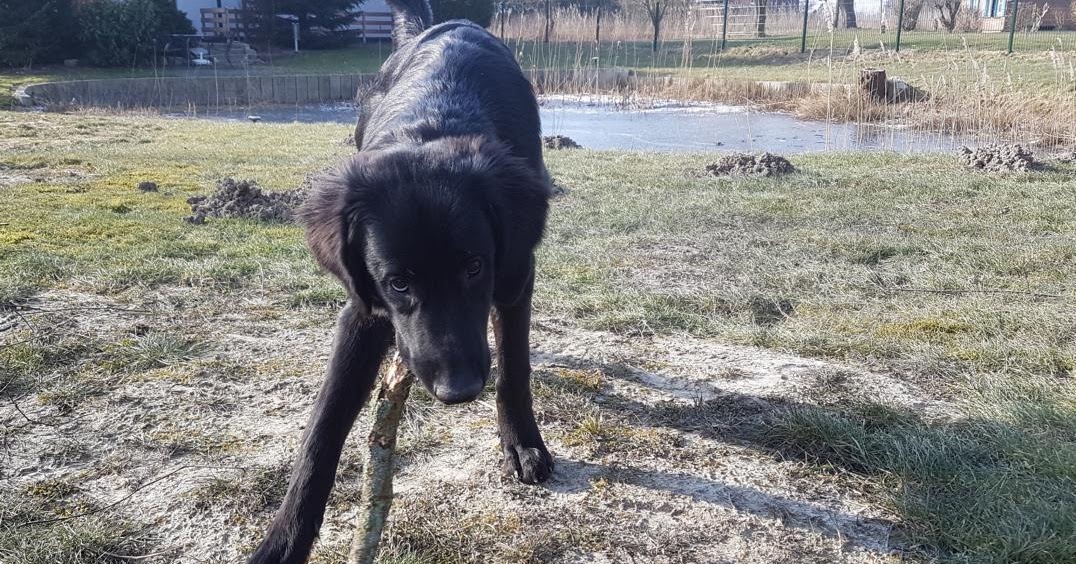 Überraschungspaket Hund ein Hundeblog der zeigt, wie unterschiedlich