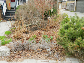 Spring garden clean up Leslieville before Paul Jung Gardening Services Toronto