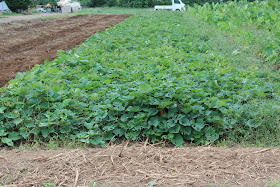 千葉大学 果樹 蔬菜 造園 加工ブログ センターのサツマイモ