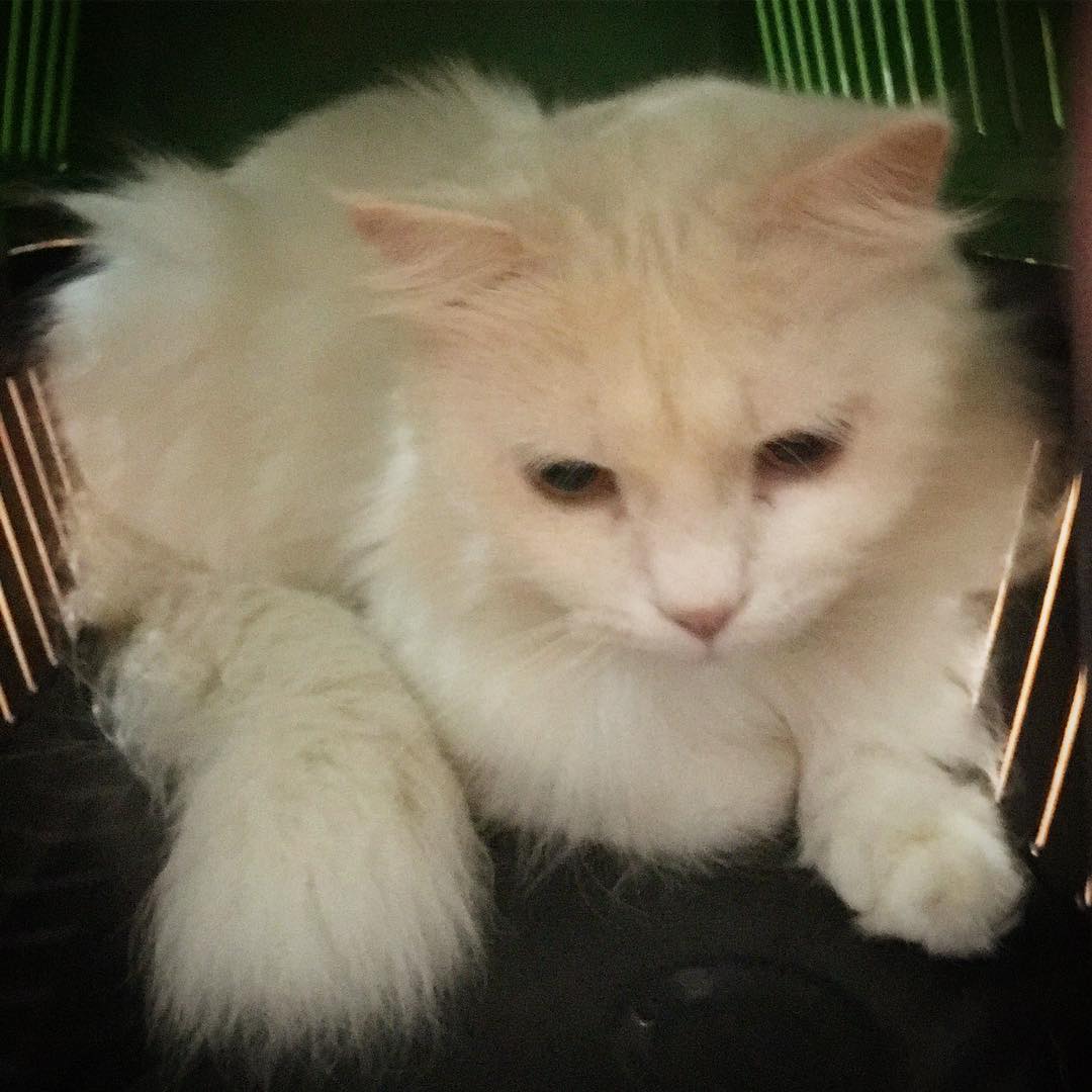 Türkiye�nin En Büyük Kedi ve Köpek Portalı 2017 Kedi