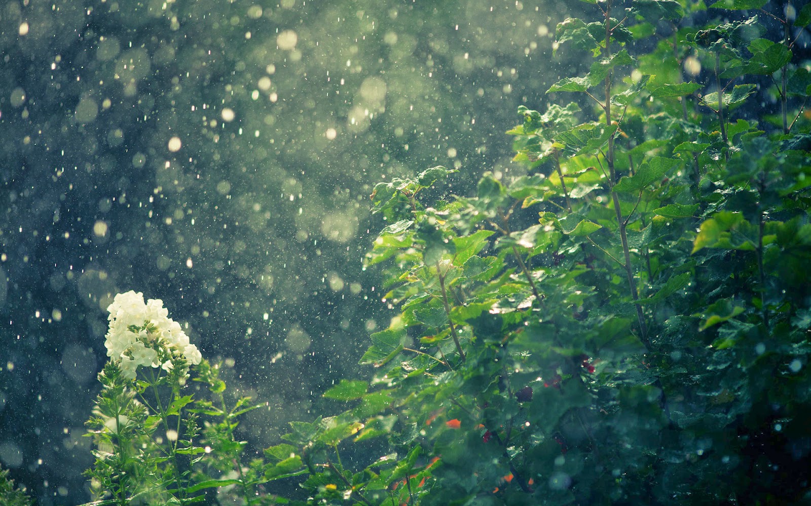 Green Rain, Rain Nature Wallpaper (16)