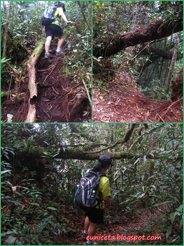 Bits and Pieces Climbing Pine Tree Hill & Twin Peak