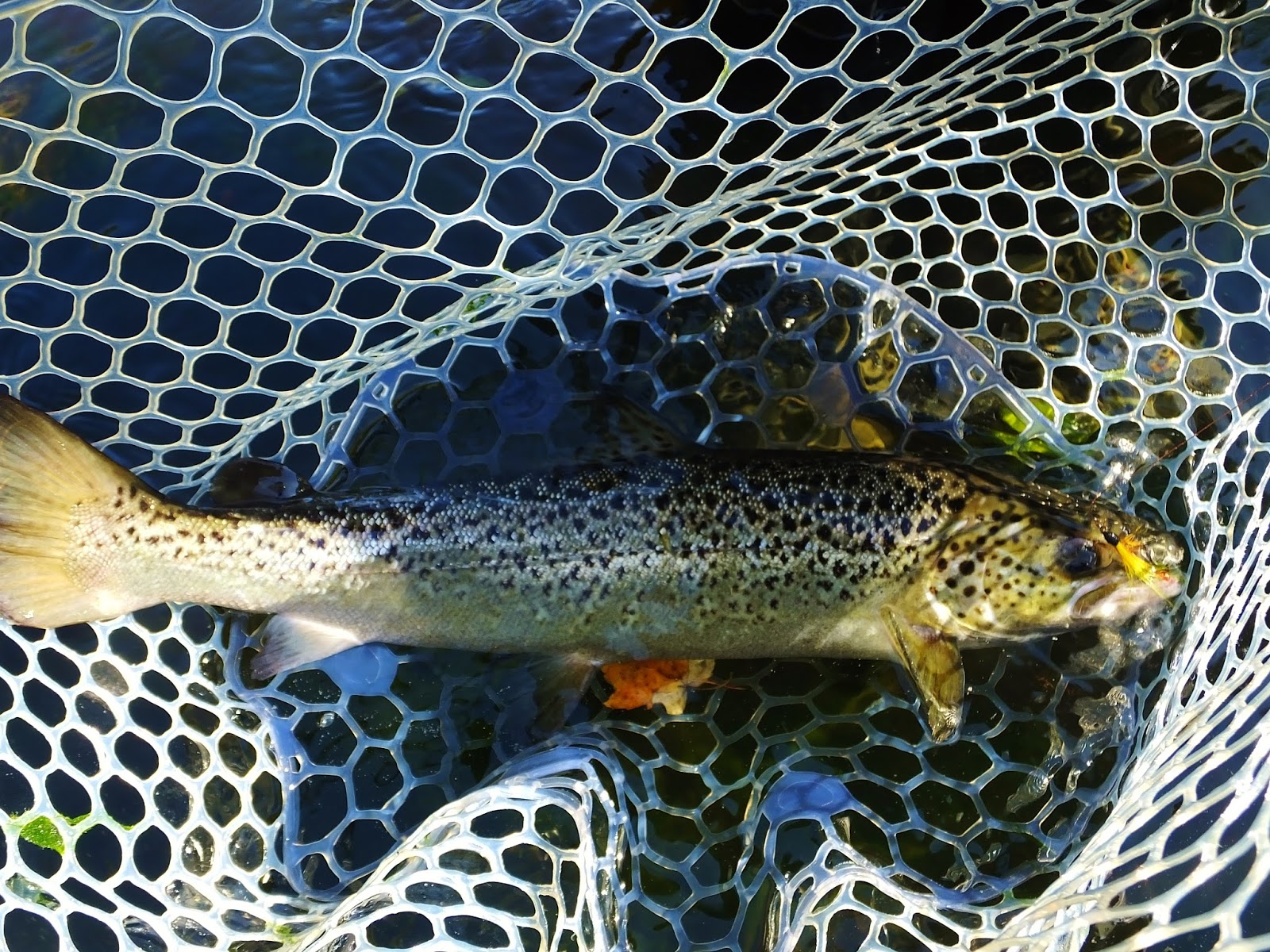 Connecticut Fly Angler Broodstock Salmon with Ben B.