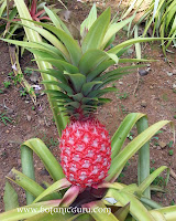 Ananas bracteatus