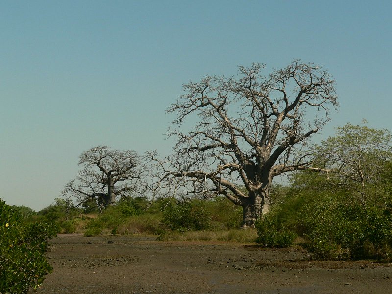 Nébéday, l'environnement au coeur du développement Le baobab s'exporte