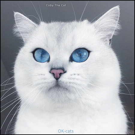 Art Cat GIF • 'Coby', famous white cat with hypnotic blue eyes White fur + deep ocean blue eyes + natural eyeliner = Gorgeous Kitty!