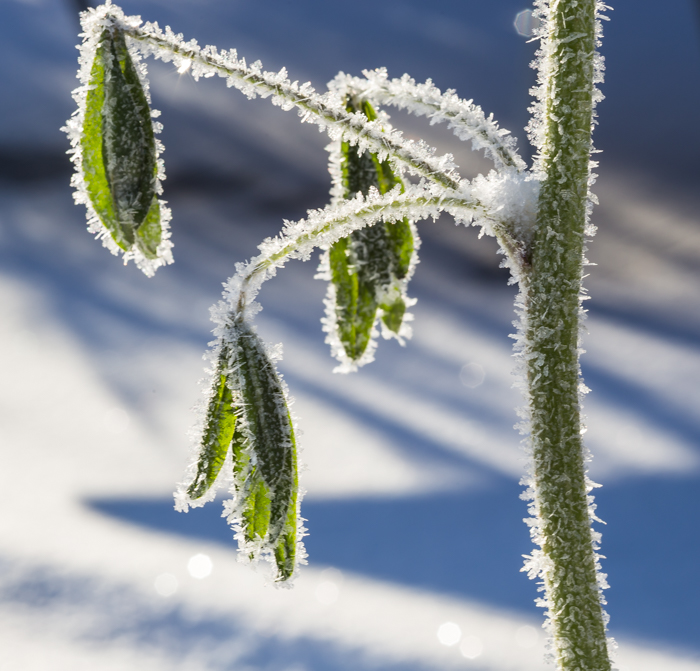 Frozen Plant by PauMau
