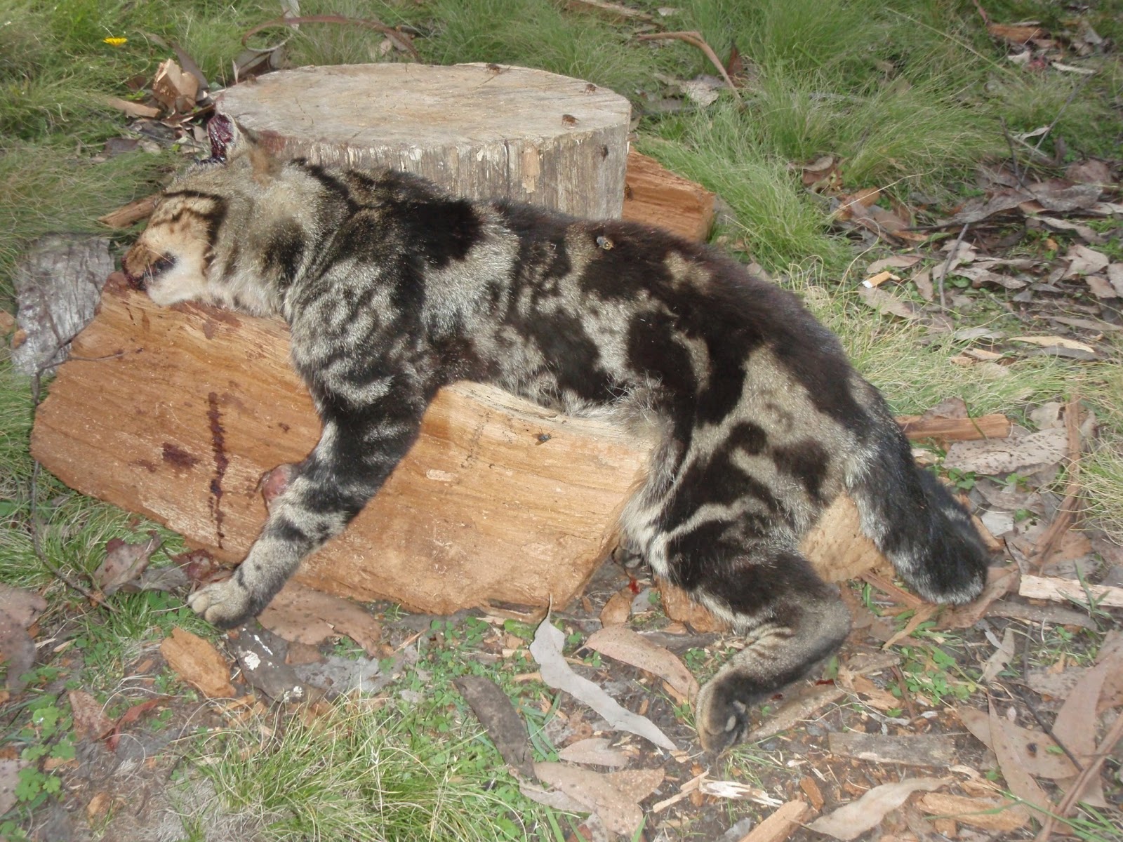 HandsOn Hunting Bounty urged for 'out of control' feral cats in