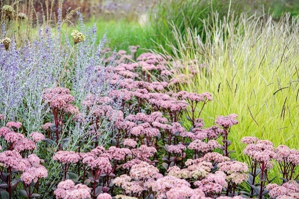 Sedum ‘Matrona’ сад трав