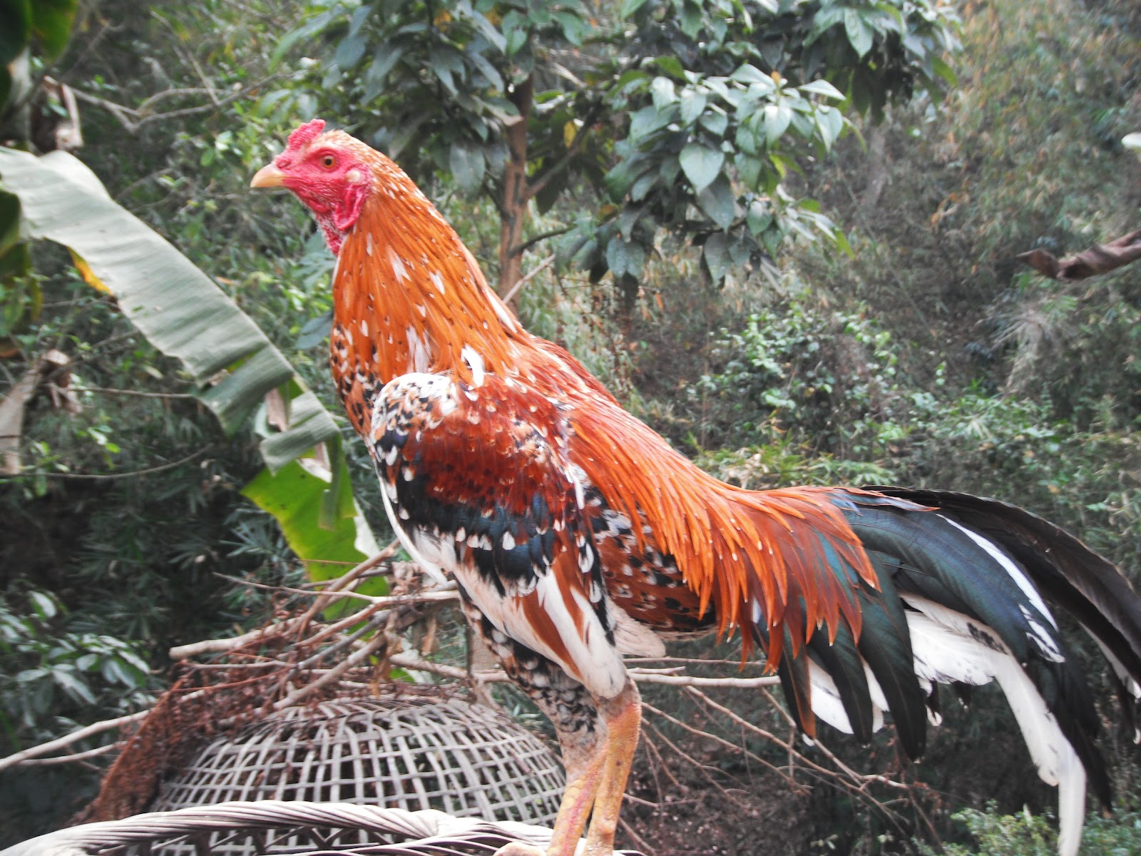 Fighting Cocks of Thailand COCKS FOR SALE