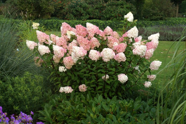 Stasher Hydrangea Vanille Fraise And Other Garden Plants Mid August
