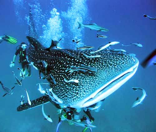 How to Visit Thailand on a Budget | Diving with a Whale Shark - with Big Blue Diving off Koh Tao, Thailand How to Visit Thailand on a Budget | Diving with a Whale Shark - with Big Blue Diving off Koh Tao, Thailand