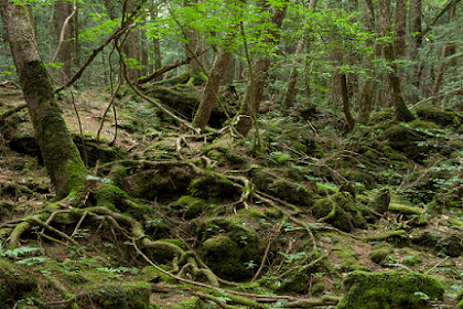 Seram! 5 Fakta Hutan Aokigahara, Tempat Sempurna Untuk Bunuh Diri di Jepang