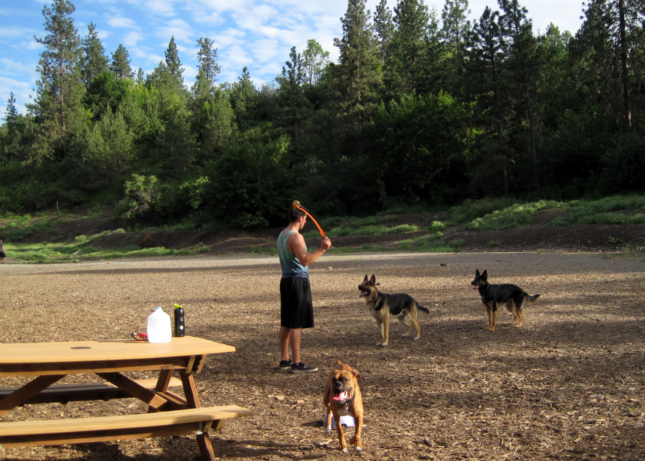 Stuff Saber Does Life of a FullTime German Shepherd Saber Does Spokane High Bridge Dog Park