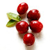 How Cranberry Juice Prevents Urinary Tract Infections ...