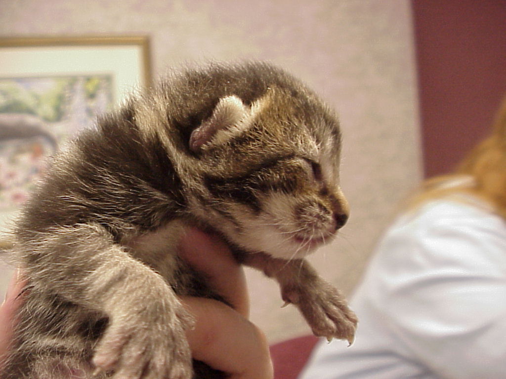 Exclusively Cats Veterinary Hospital Blog Raising Orphaned kittens