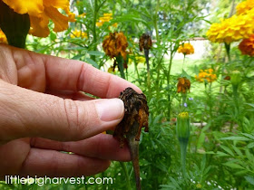 Harvest Marigold Seeds