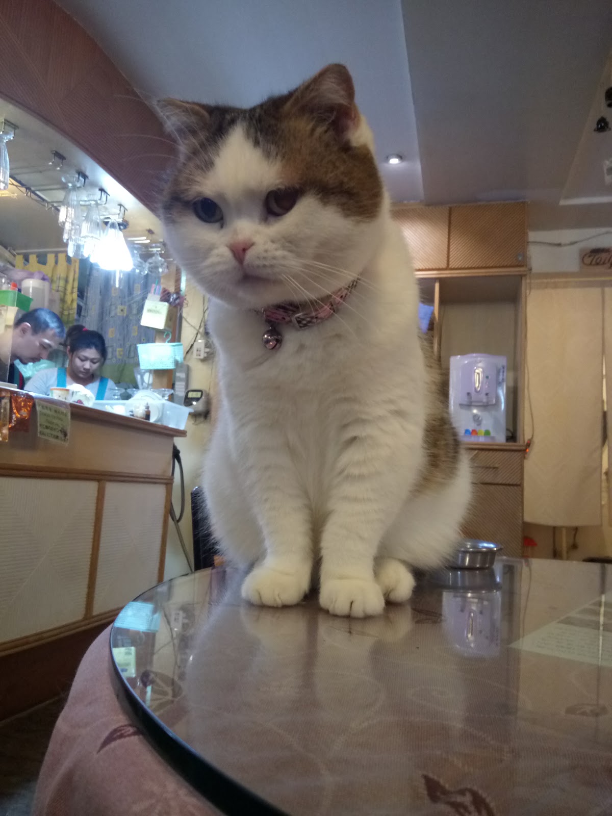 無味生活的小樂趣 台北貓咪咖啡廳 17年4月 小貓花園 貓咪多 下午茶 簡餐 Wi Fi