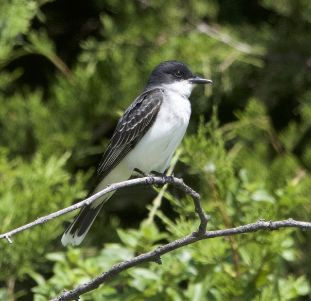 PHOTOGRAPHY BY DEB HIRT Rare Birds Are Still Gracing Payne County in Oklahoma