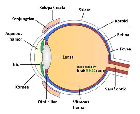 diagram bagian mata