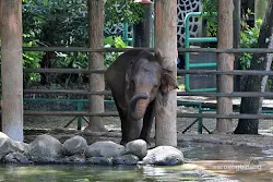anak gajah kebun binatang ragunan jakarta
