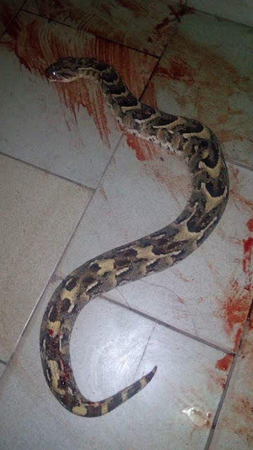 v Photo: Huge snake killed at Benue State University Medical school hostel, Makurdi