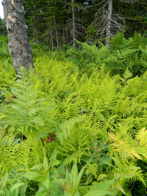 Skyline Trail Cape Breton Highlands National Park fern filled forest floor by garden muses-not another Toronto gardening blog
