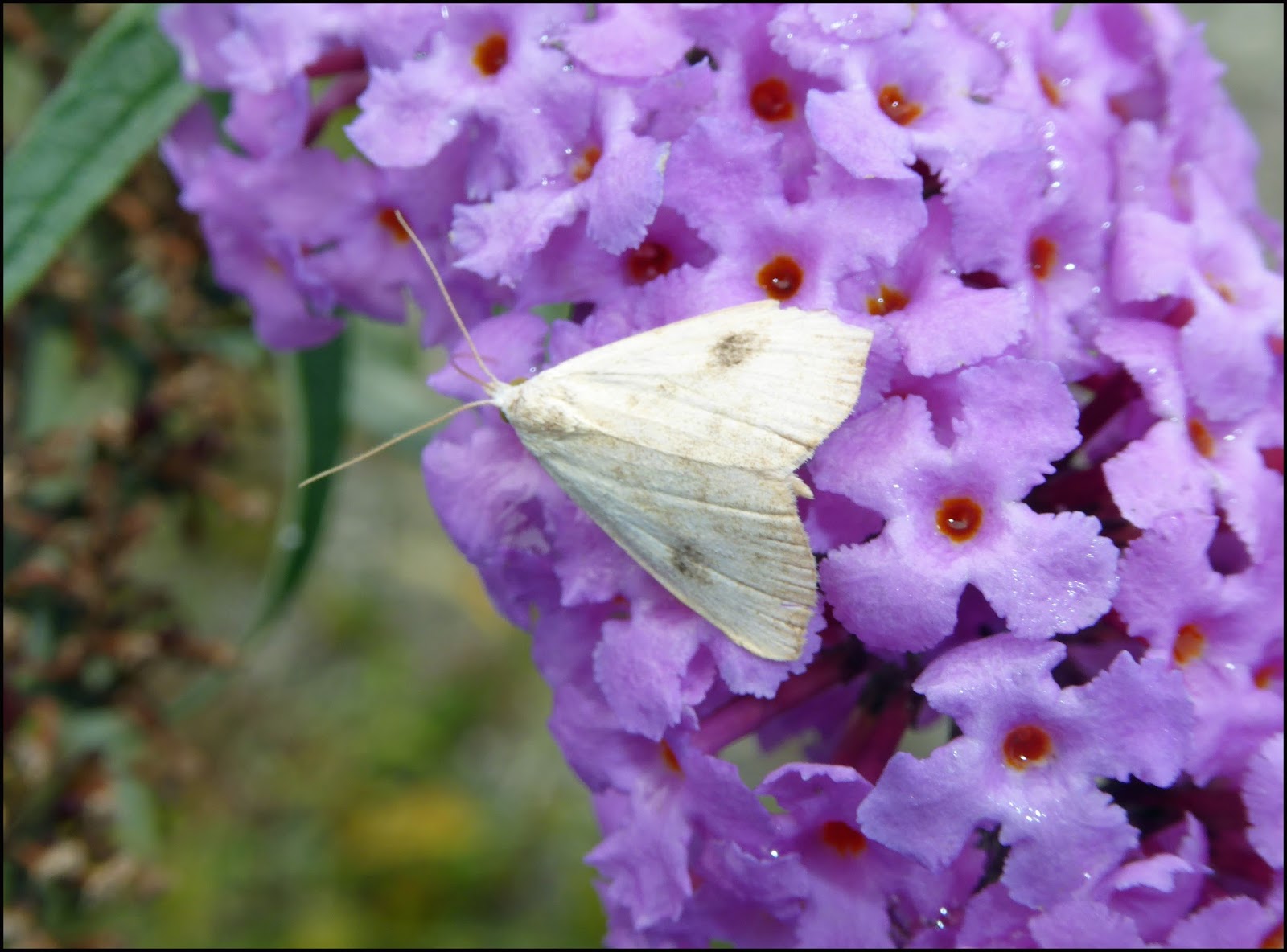 Wild and Wonderful A Medley of Moths