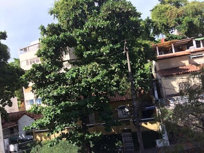 Árvore na Rua Maracás preocupa moradores Árvore na Rua Maracás preocupa moradores