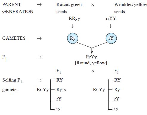 Dihybrid Cross